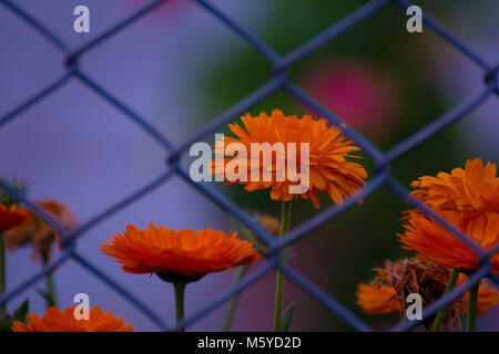 Orange Calendula officinalis schöne Blume Stockfoto