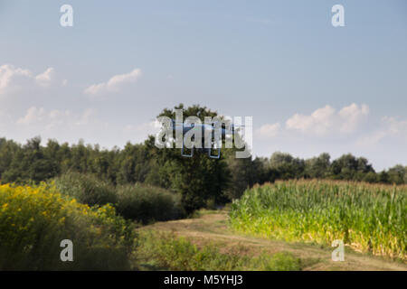 Feld von Mais in der Landschaft bei Sonnenuntergang in der Nähe von eine straße Stockfoto