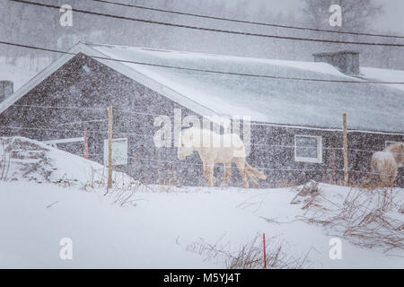 Schöne hairy Pferde stehen hinter der elektrischen Zaun in starker Schneefall. Norwegischen Bauernhof im Winter. Pferde im Blizzard. Schöne Tiere. Stockfoto