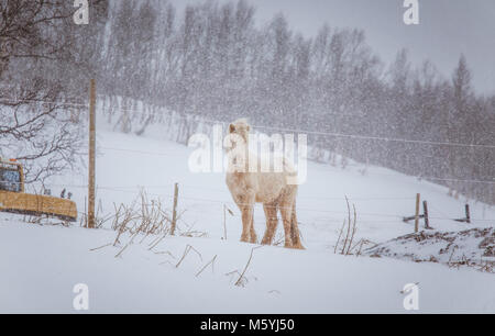 Schöne hairy Pferde stehen hinter der elektrischen Zaun in starker Schneefall. Norwegischen Bauernhof im Winter. Pferde im Blizzard. Schöne Tiere. Stockfoto