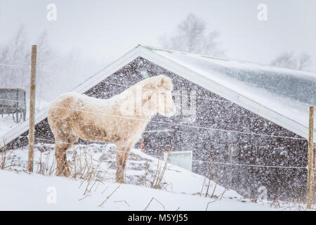 Schöne hairy Pferde stehen hinter der elektrischen Zaun in starker Schneefall. Norwegischen Bauernhof im Winter. Pferde im Blizzard. Schöne Tiere. Stockfoto