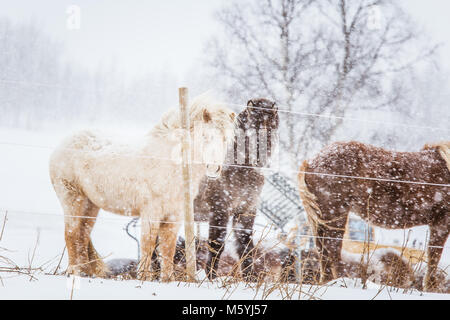 Schöne hairy Pferde stehen hinter der elektrischen Zaun in starker Schneefall. Norwegischen Bauernhof im Winter. Pferde im Blizzard. Schöne Tiere. Stockfoto