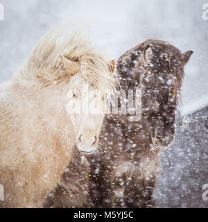 Schöne hairy Pferde stehen hinter der elektrischen Zaun in starker Schneefall. Norwegischen Bauernhof im Winter. Pferde im Blizzard. Schöne Tiere. Stockfoto