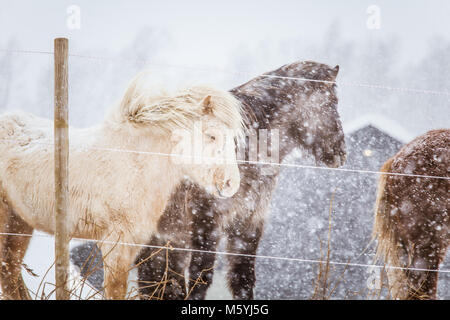 Schöne hairy Pferde stehen hinter der elektrischen Zaun in starker Schneefall. Norwegischen Bauernhof im Winter. Pferde im Blizzard. Schöne Tiere. Stockfoto