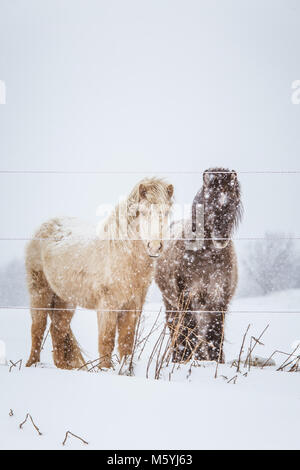 Schöne hairy Pferde stehen hinter der elektrischen Zaun in starker Schneefall. Norwegischen Bauernhof im Winter. Pferde im Blizzard. Schöne Tiere. Stockfoto