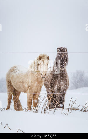 Schöne hairy Pferde stehen hinter der elektrischen Zaun in starker Schneefall. Norwegischen Bauernhof im Winter. Pferde im Blizzard. Schöne Tiere. Stockfoto