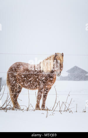 Schöne hairy Pferde stehen hinter der elektrischen Zaun in starker Schneefall. Norwegischen Bauernhof im Winter. Pferde im Blizzard. Schöne Tiere. Stockfoto