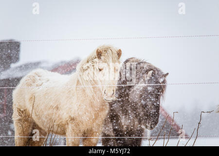 Schöne hairy Pferde stehen hinter der elektrischen Zaun in starker Schneefall. Norwegischen Bauernhof im Winter. Pferde im Blizzard. Schöne Tiere. Stockfoto