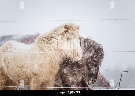 Schöne hairy Pferde stehen hinter der elektrischen Zaun in starker Schneefall. Norwegischen Bauernhof im Winter. Pferde im Blizzard. Schöne Tiere. Stockfoto