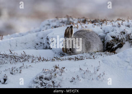 Schneehase (Lepus timidus) Sitzen waschen Gesicht mit Pfote auf den Kopf im Schnee. Stockfoto