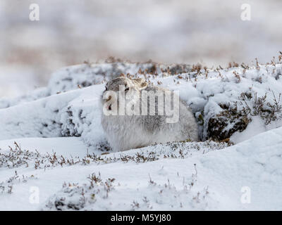 Schneehase (Lepus timidus) sitzt geschützt im Schnee. Stockfoto