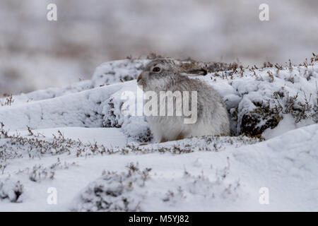 Schneehase (Lepus timidus) sitzt geschützt im Schnee. Stockfoto