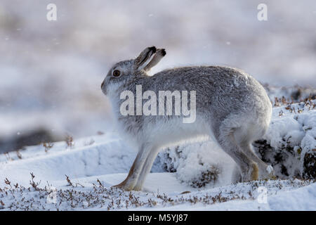 Schneehase (Lepus timidus) im Schnee. Stockfoto