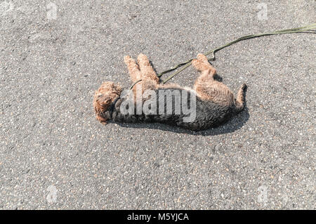 Ein Hund liegt auf einem Betonboden Stockfoto