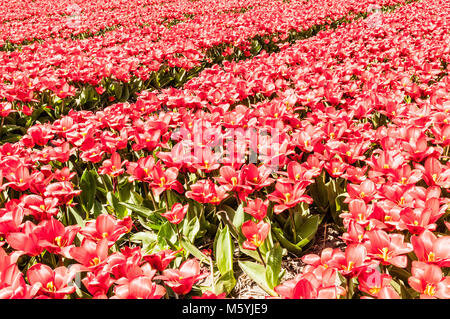 Wunderschöne Aussicht auf ein Holländisches Tulpenfeld Stockfoto