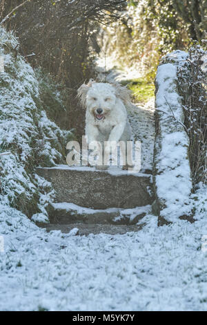 Hund springen Turnstyle Stockfoto