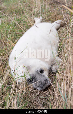 Donna Nook, Lincolnshire, Großbritannien - 15.November: Nahaufnahme auf eine niedliche flauschige Neugeborene Kegelrobbe pup am 15 Nov 2016 Donna Nook Seal Sanctuary, Lincolnshire W Stockfoto