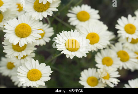 Anthemis Dolmetsch E.C. Buxton Blumen. Stockfoto