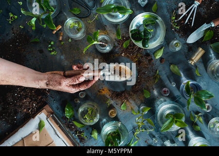 Grüner Daumen Konzept mit einem goldenen Spaten, Pflanzen, Erde, Glas Gläser mit Sämling und Gartengeräte. Overhead botanischen Stillleben mit kopieren. Stockfoto