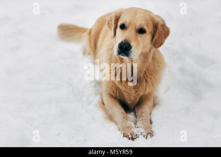 Bild von Hund sitzen auf Schnee im Winter zu Fuß Stockfoto