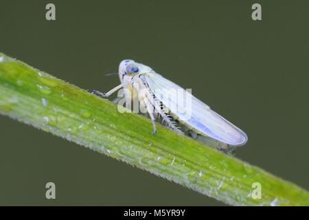 Grüne Leafhopper, Cicadella viridis Stockfoto