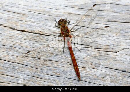 Vagrant schnurrbärtige Darter, Sympetrum vulgatum Stockfoto