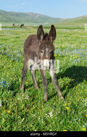 Esel, Song Kol See, Provinz Naryn, Kirgisistan, Zentralasien Stockfoto