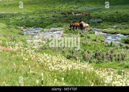 Pferde in der Steppe, Song Kol See, Provinz Naryn, Kirgisistan, Zentralasien Stockfoto