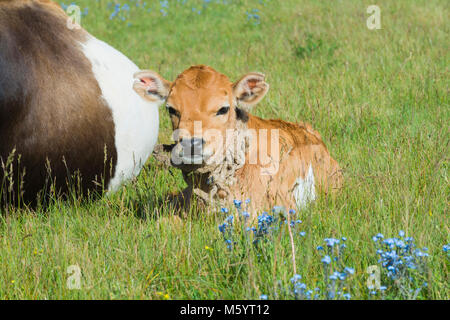 Kuh und Kalb in Gras ausruhen, Song Kol See, Provinz Naryn, Kirgisistan, Zentralasien Stockfoto