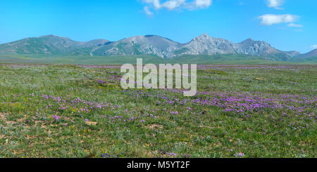 Wildblumen Feld vor Tien Shan Gebirge, Straßen Song Kol See, Provinz Naryn, Kirgisistan, Zentralasien Stockfoto