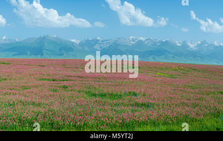 Wildblumen Feld vor Tien Shan Gebirge, Straßen Song Kol See, Provinz Naryn, Kirgisistan, Zentralasien Stockfoto