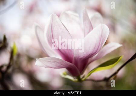 White Magnolia Blossom auf einem Zweig im Frühling Stockfoto