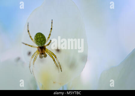 Kleine grüne Spinne auf eine weiße Blume Stockfoto