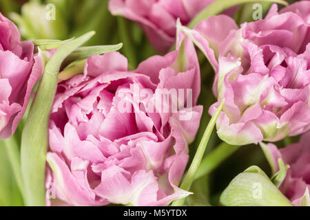 Nahaufnahme von Frische rose Pfingstrose tulpis. Frühling Ostern Hintergrund. Womans Grußkarte Konzept Stockfoto