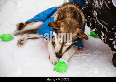 Schöne Alaska husky Hunde an der Ziellinie eines Schlittenhunderennen. Schöne Portrait von der beste Freund eines Mannes. Stockfoto