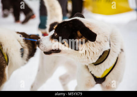 Schöne Alaska husky Hunde an der Ziellinie eines Schlittenhunderennen. Schöne Portrait von der beste Freund eines Mannes. Stockfoto