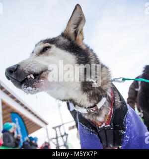 Schöne Alaska husky Hunde an der Ziellinie eines Schlittenhunderennen. Schöne Portrait von der beste Freund eines Mannes. Stockfoto