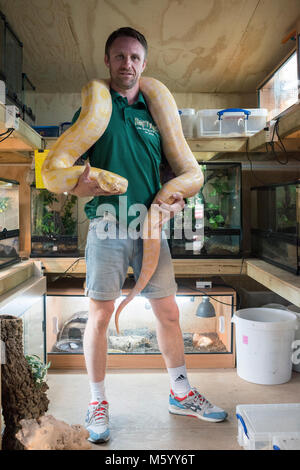 Eine wirkliche Person zeigt aus und zeigt ihre Sammlung von Reptilien und Schlangen aus den Aquarien Stockfoto