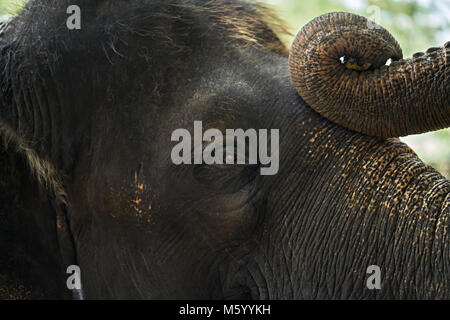 Makro Foto von Gesicht und Oberkörper eines asiatischen Elefanten in Yala National Park auf Sri Lanka. Horizontale Foto. Stockfoto