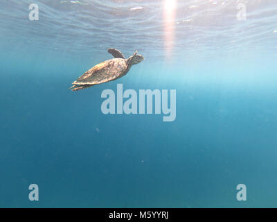 Echte Karettschildkröte (Eretmochelys imbricata), kritisch gefährdet marine Reptil, Schwimmen unter Wasser auf Coral Reef in flachen Gewässern. Malediven, wie Stockfoto