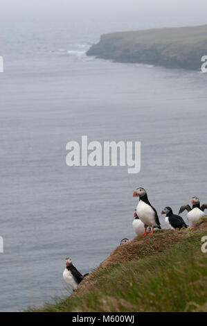 Papageientaucher auf Grimsey Island, Island Stockfoto