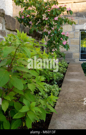 Nahaufnahme der Hydrangea & euonymus Sträucher & hartriegelbaum am angehobenen Staudenbeet in der Ecke des schönen, privaten Garten - Yorkshire, England, UK. Stockfoto