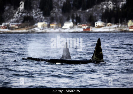 Schwertwale auf der Wasseroberfläche, Orcinus orca, Andfjorden, Andoya Island, Norwegen Stockfoto