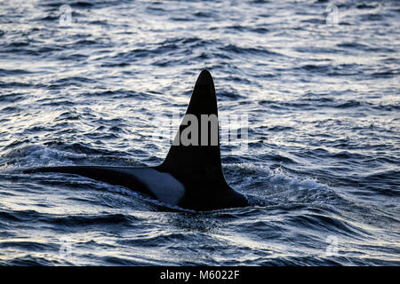 Killer Whale auf der Wasseroberfläche, Orcinus orca, Andfjorden, Andoya Island, Norwegen Stockfoto