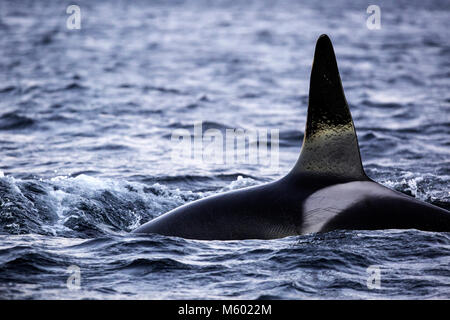 Killer Whale auf der Wasseroberfläche, Orcinus orca, Andfjorden, Andoya Island, Norwegen Stockfoto