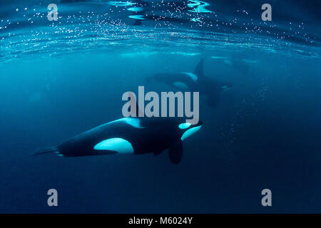 Killer Whale, Orcinus orca huntig Hering, Andfjorden, Andoya Island, Norwegen Stockfoto
