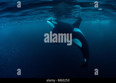 Killer Whale, Orcinus orca huntig Hering, Andfjorden, Andoya Island, Norwegen Stockfoto