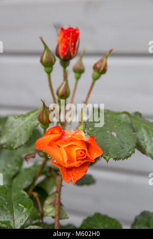 Schöne Knospe von Orange, Apricotfarben nostalgische Rose im Garten nach dem Regen. Strauch rose Westerland. Deutsche rose. Kordes Rosen Stockfoto