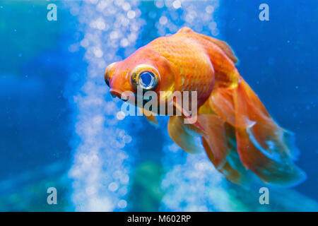 Traurig Gold Fische im Aquarium mit Wasser - Blasen. Carassius Auratus Stockfoto