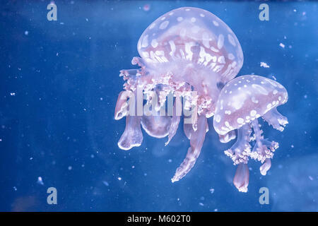 Quallen schwimmen im Aquarium entdeckt. Mastigias Papua, harmlose Quallen. Platz kopieren Stockfoto